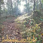 Zuhause Am Wald *