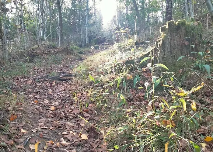 Zuhause Am Wald *